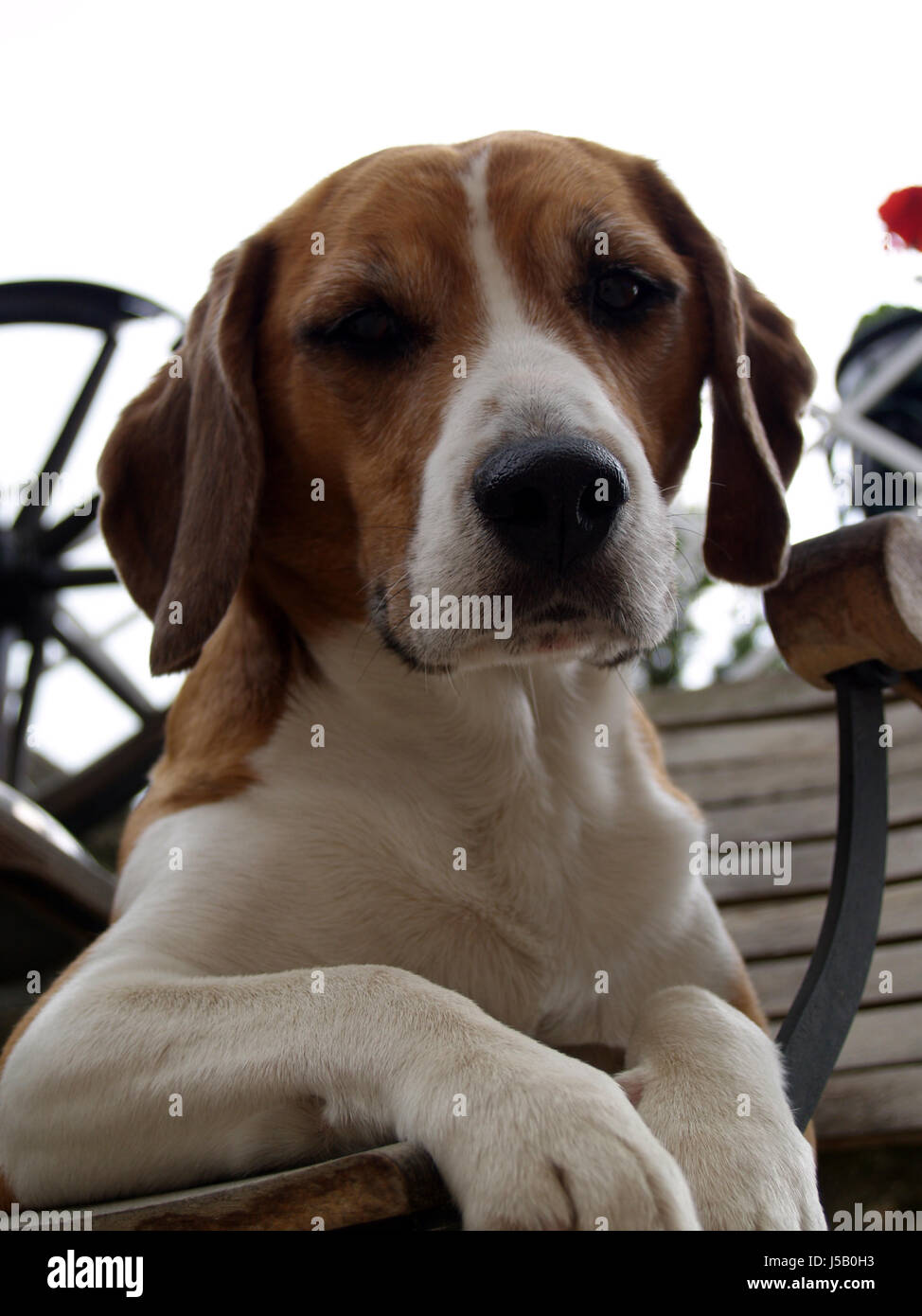portrait dog male male dog family member chair friend beagle treuer begleiter Stock Photo