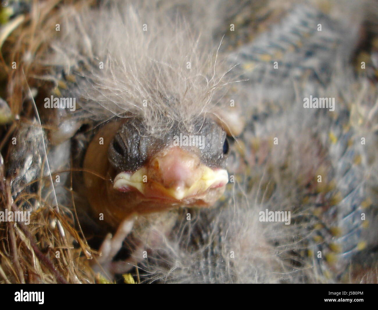 bird birds nest sparrow hungry cub baby slipt chick new fresh Stock Photo - Alamy
