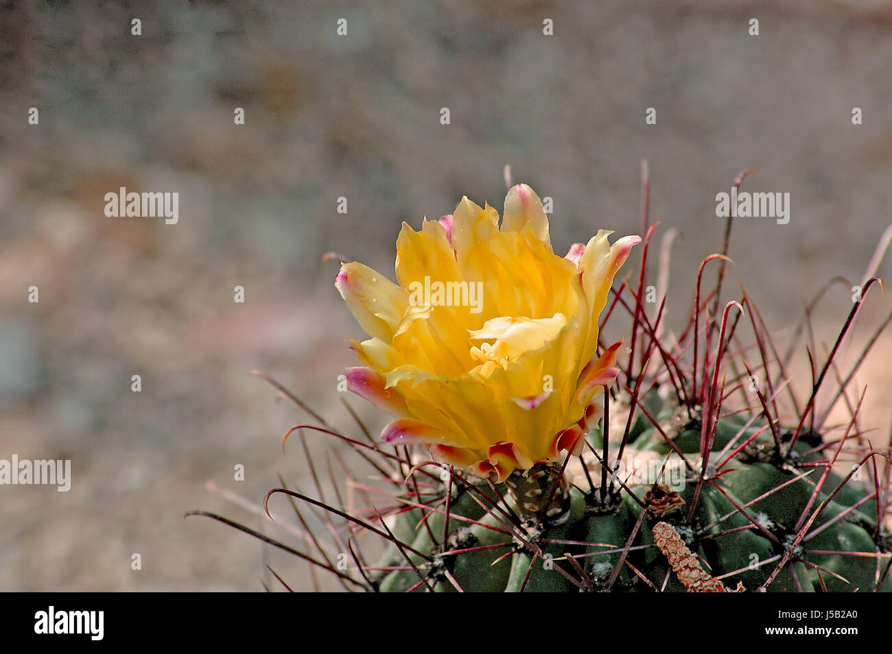 prickly beauty Stock Photo