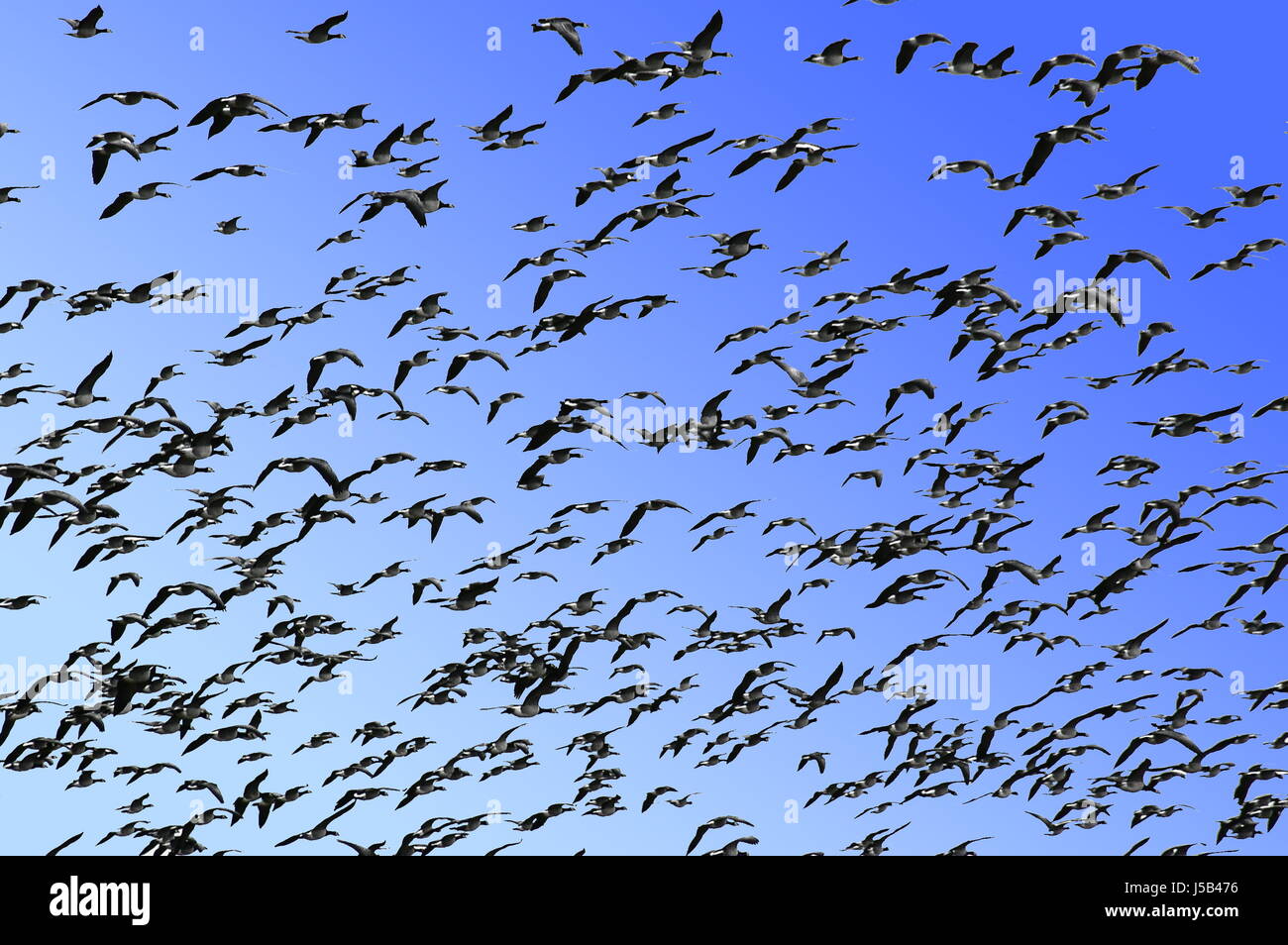 flight bird birds wing geese bird flu swarm school migrant birds of passage Stock Photo