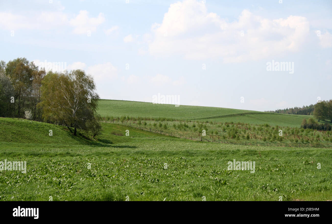 protected sheltered tree trees hill green field birches small tiny little short Stock Photo