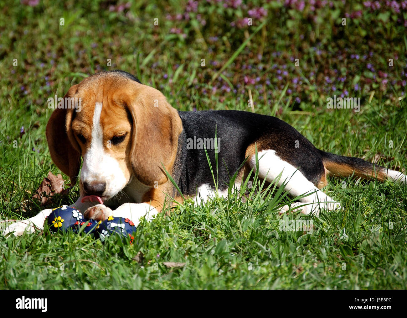 puppy in the grass Stock Photo - Alamy