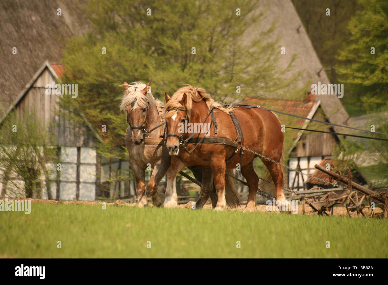 agriculture farming field horse horses formerly farmer nostalgic plough
