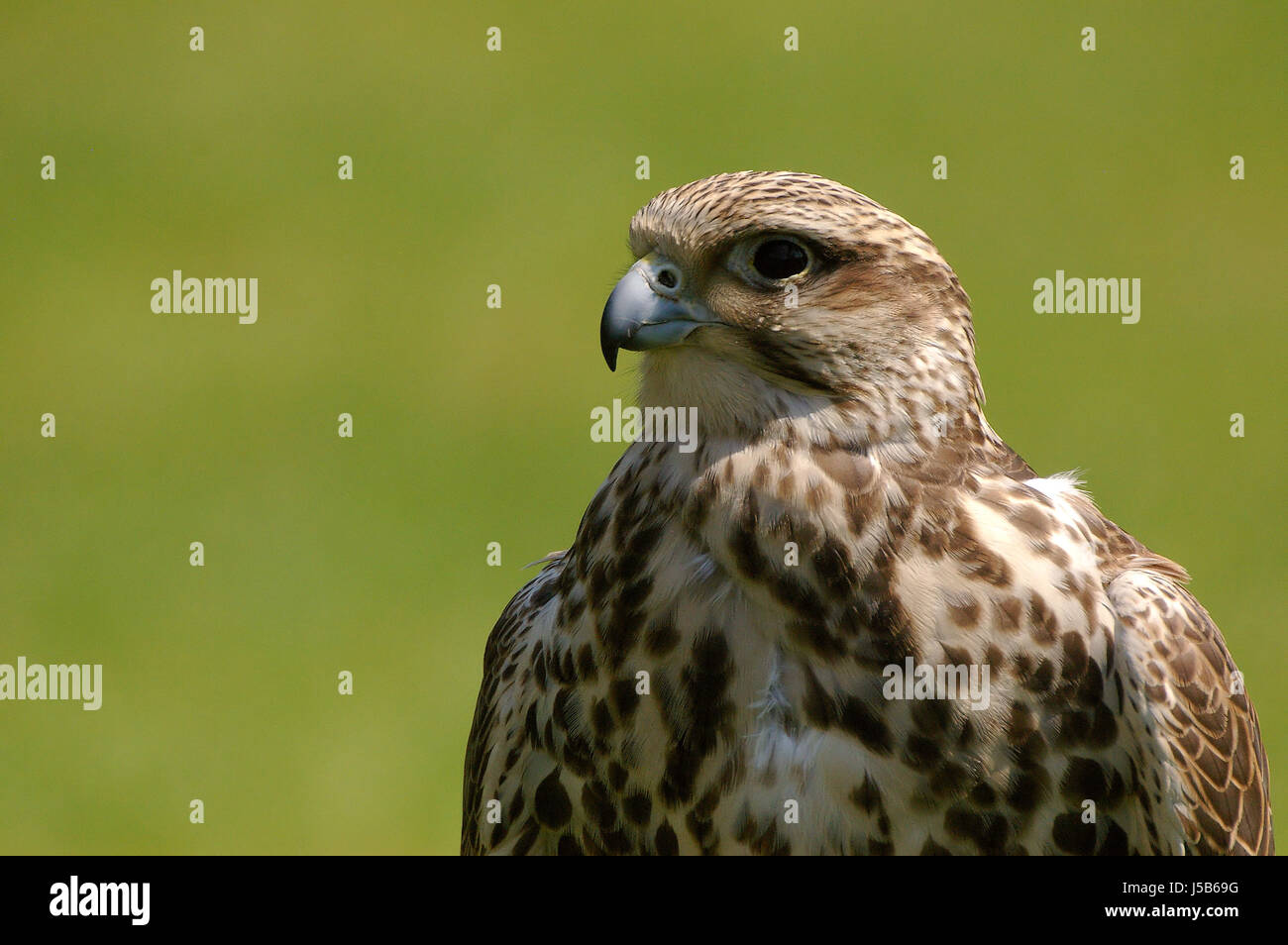 bird birds raptor buzzards musebussard aves greifvgel greif falconiformes Stock Photo