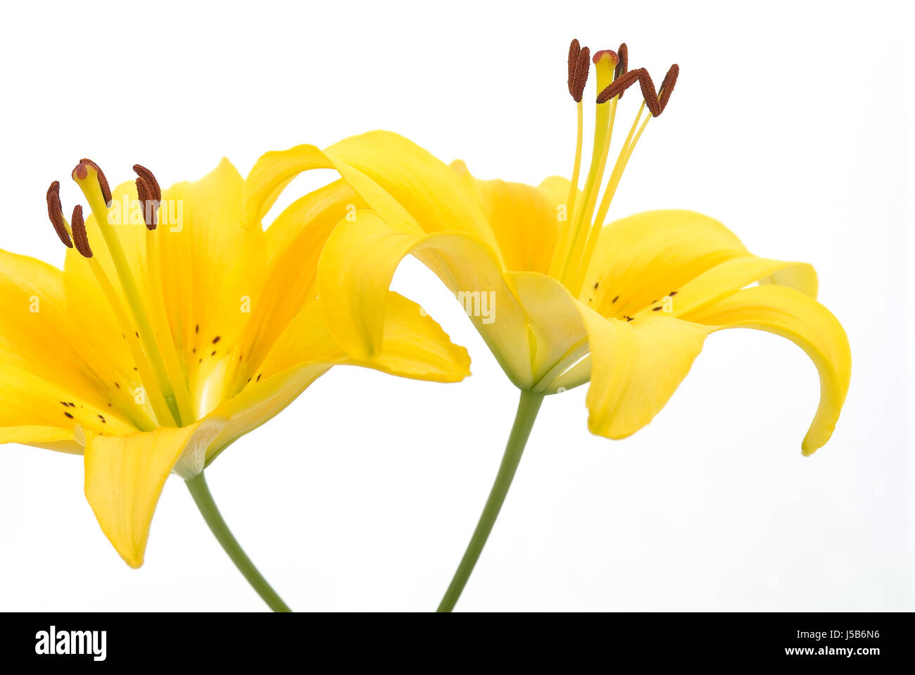 optional lily spotted anther stamen yellow liliengewchs lilium maculatum Stock Photo