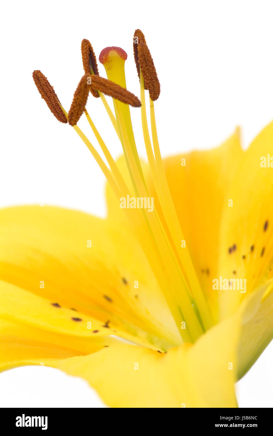 optional lily spotted anther stamen yellow liliengewchs lilium maculatum Stock Photo