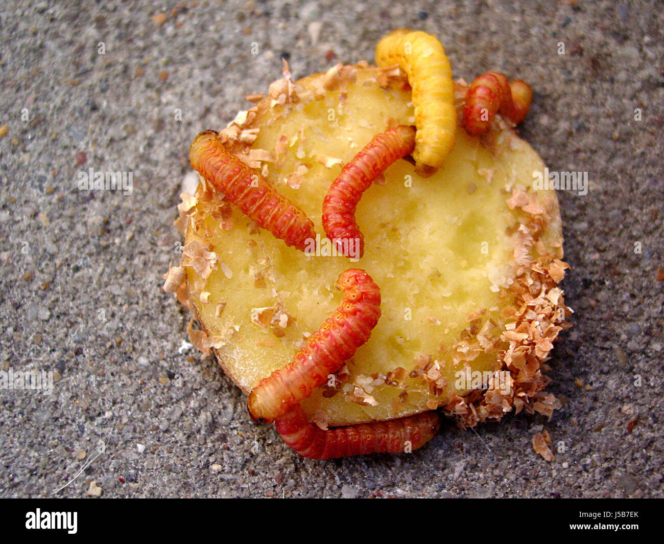 butter worms Stock Photo