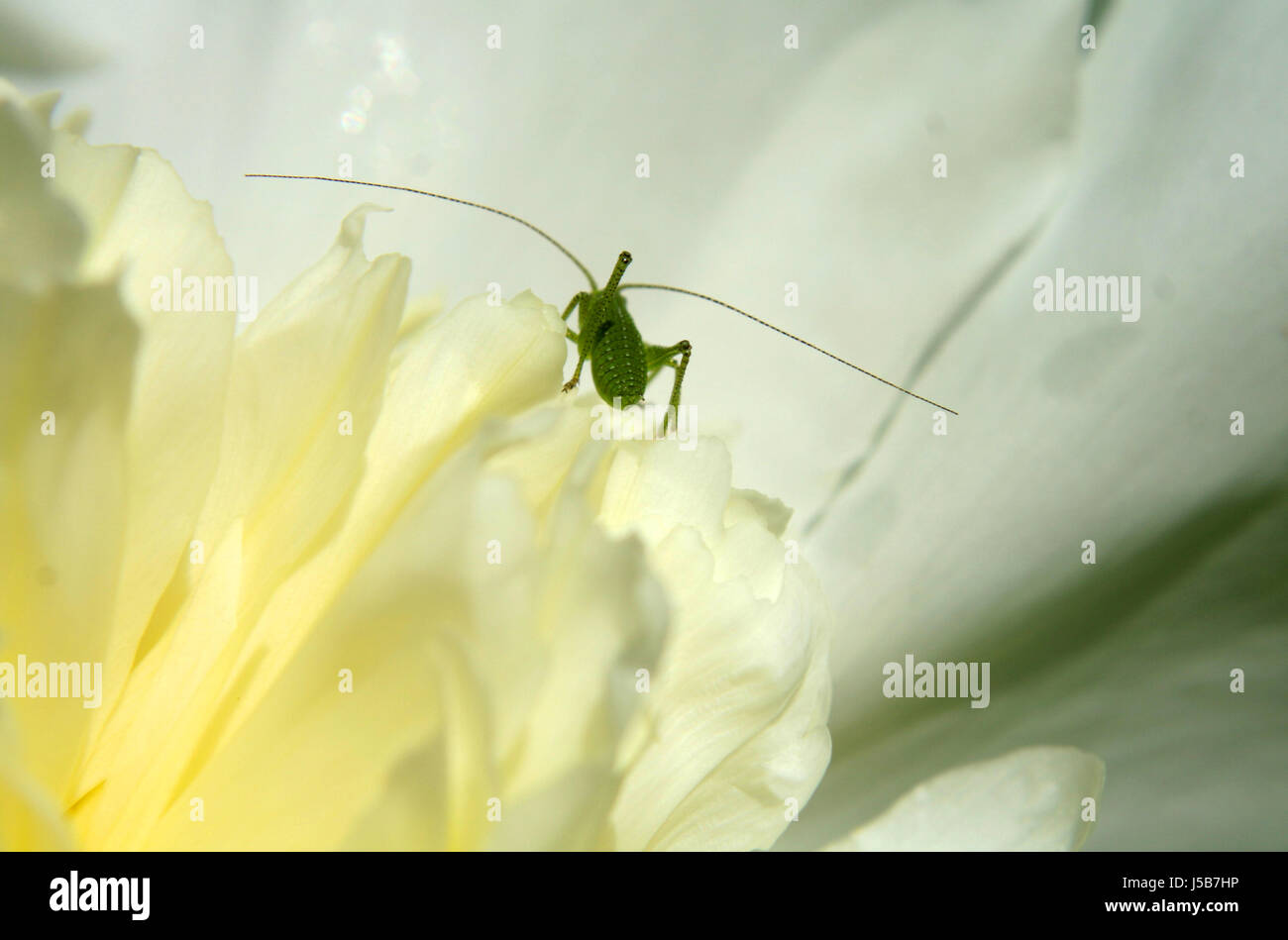 insect peony insects spring grasshopper antenna weie pfingstrose lenz ...