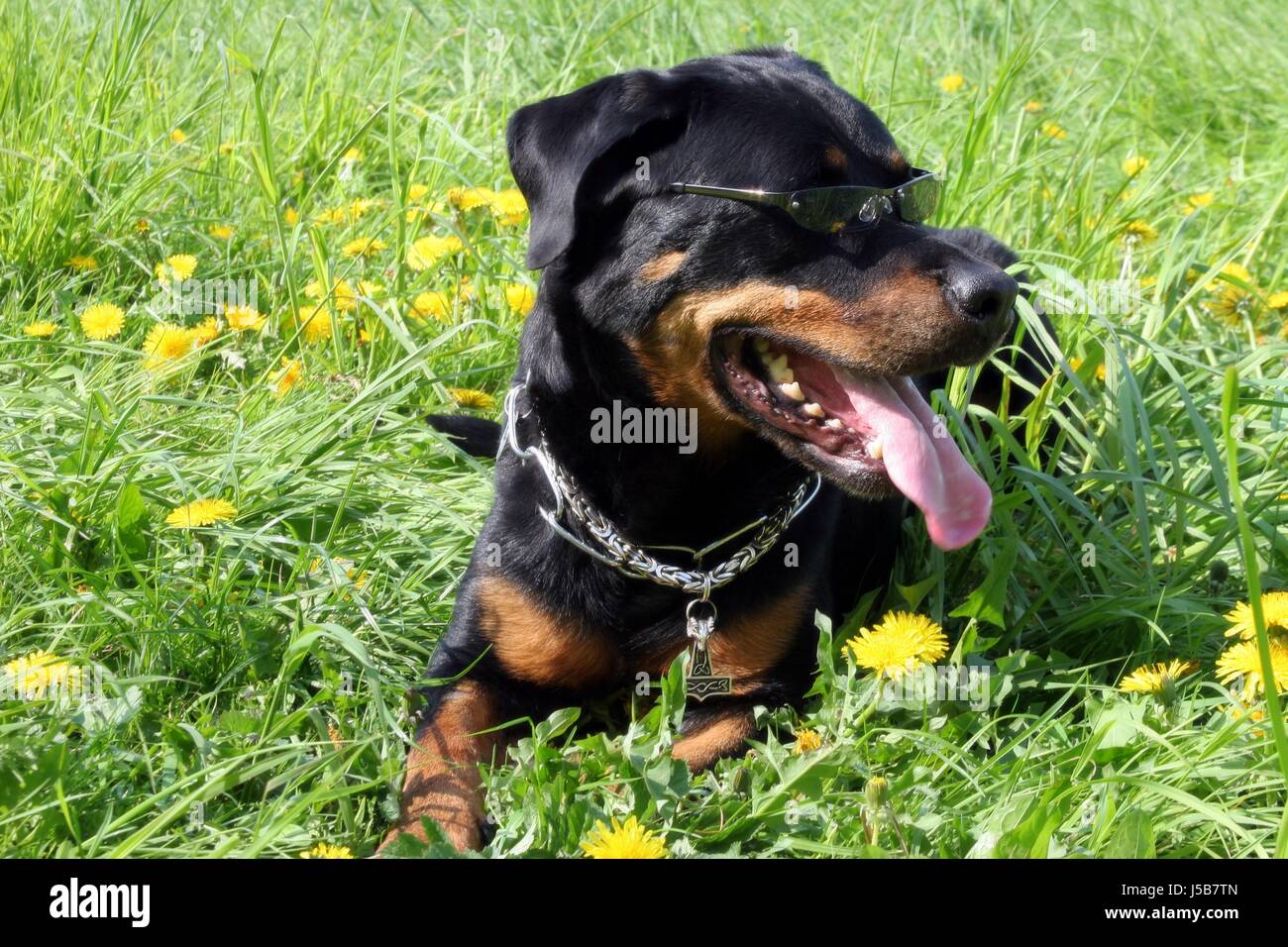 rottweiler sunglasses