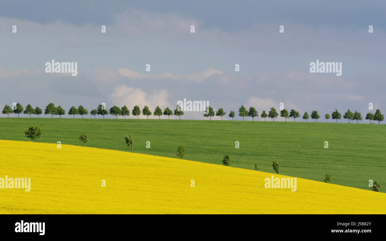 coleseed spring fields nature tree trees coleseed agriculture farming blossoms Stock Photo