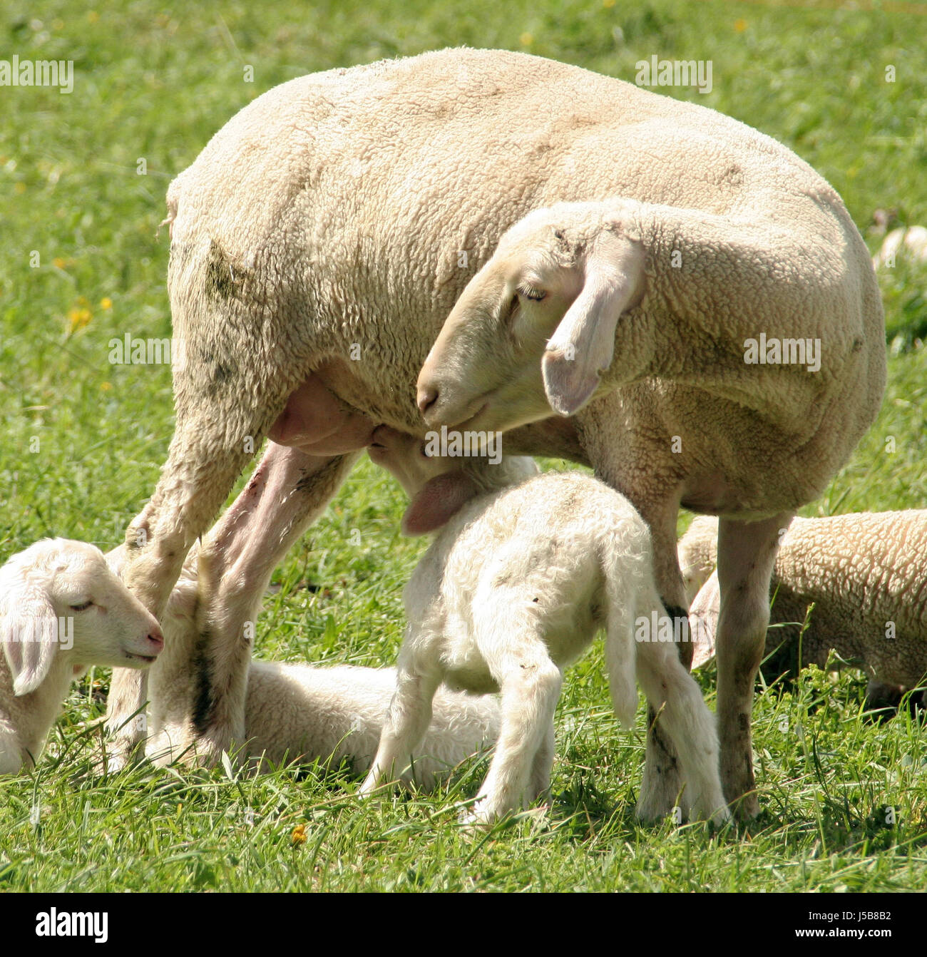 Lamb drinking mothers milk hires stock photography and images Alamy