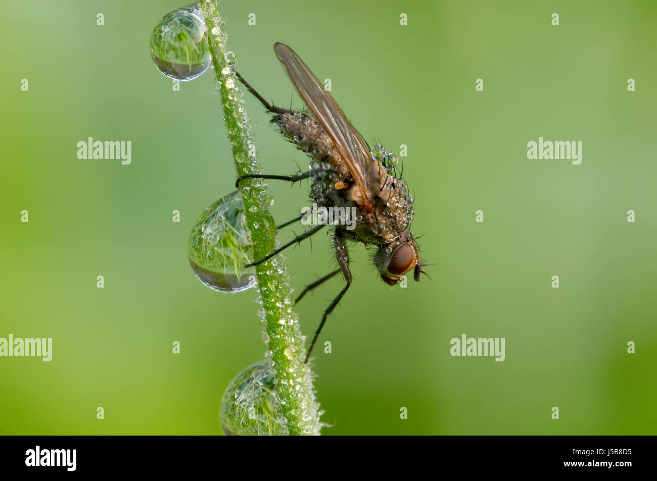 fly and drops Stock Photo - Alamy