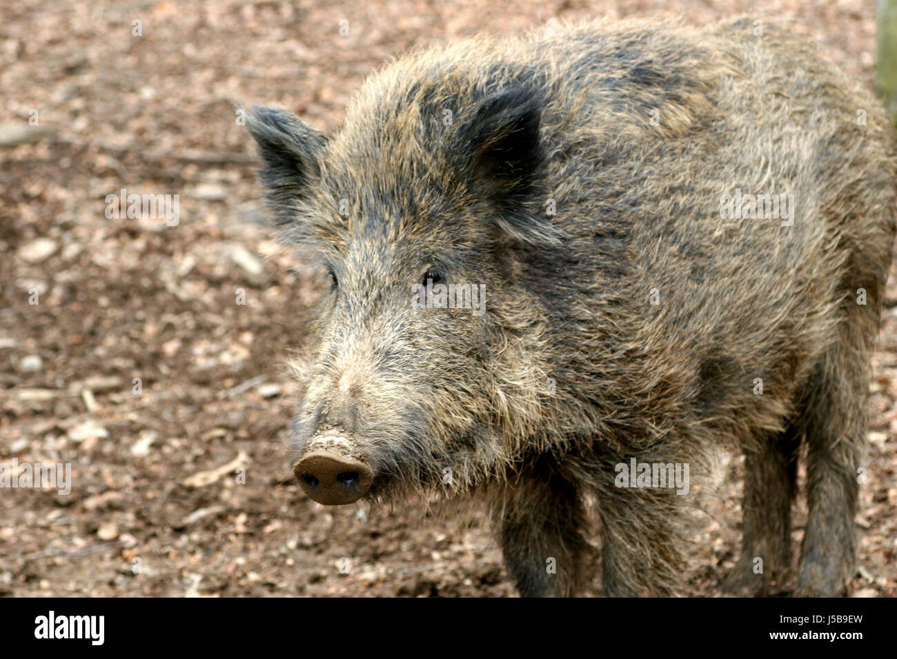 wild boar Stock Photo