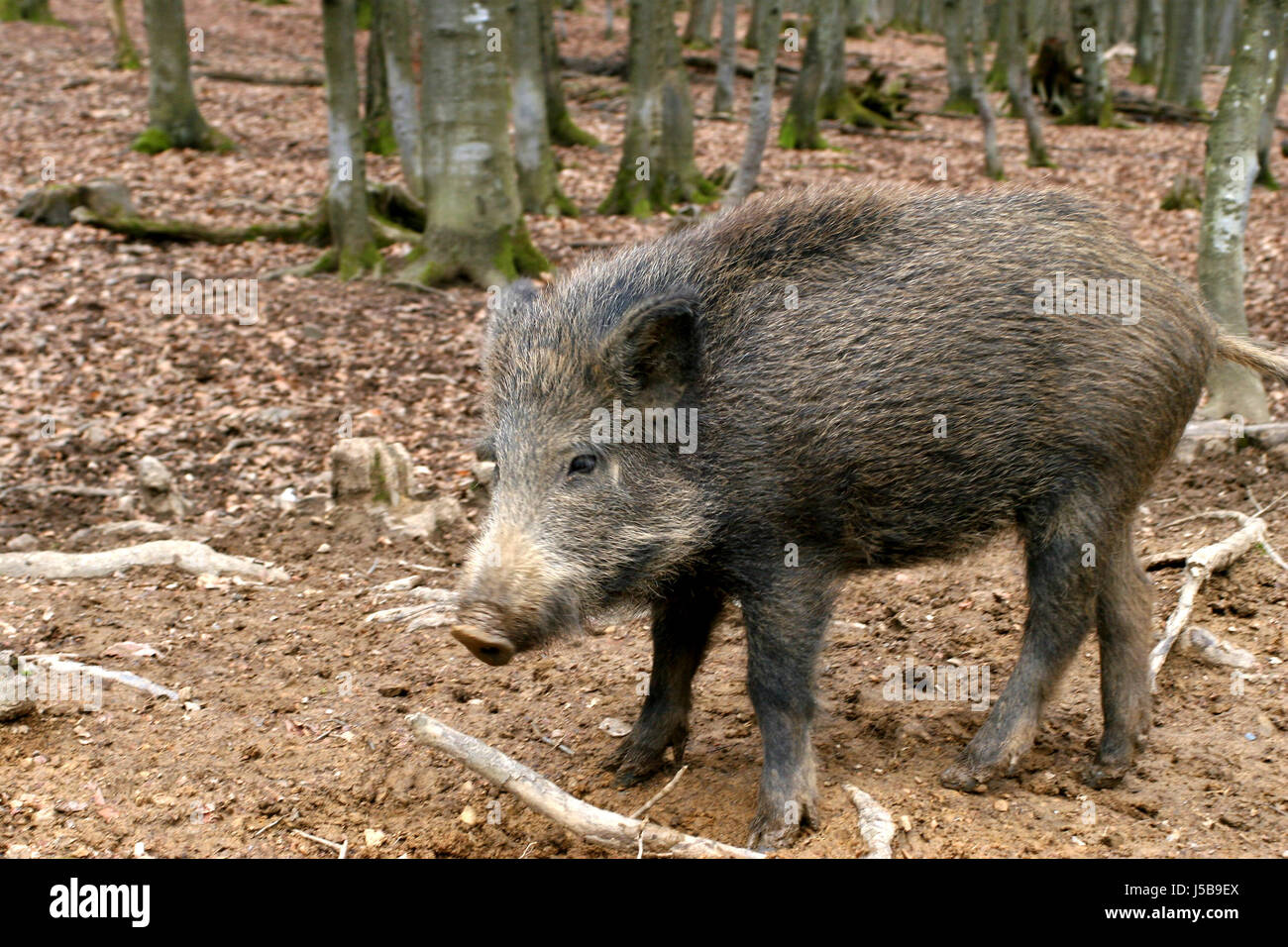 animal,mammal,wild,shy,wild boar,pig,forest,nature,eifel Stock Photo