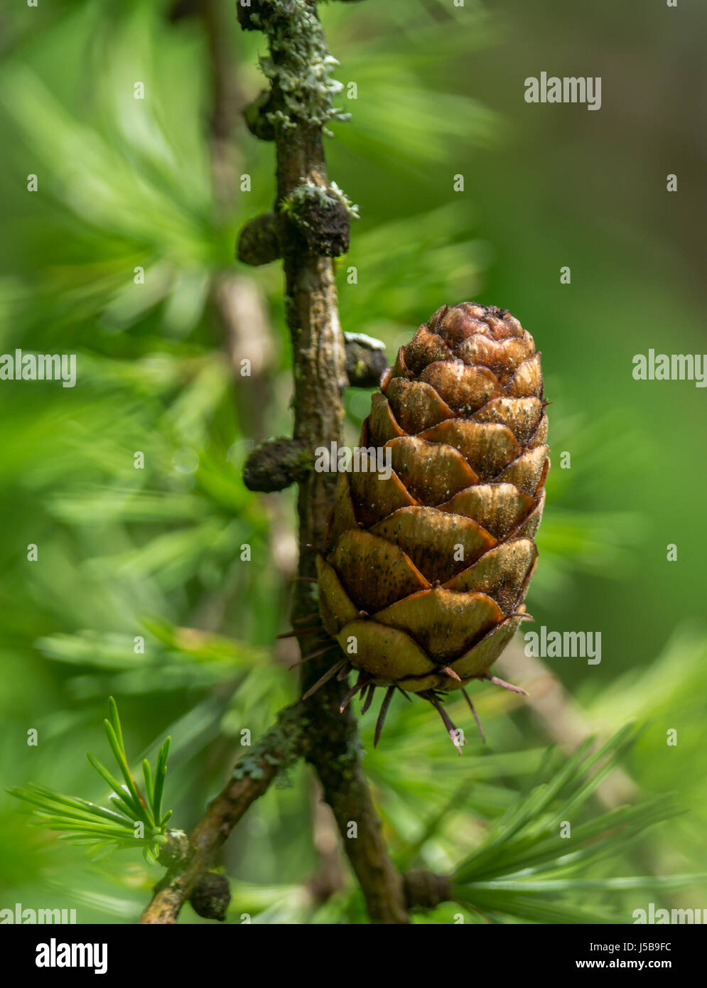 A single example of a mature seedcone of the Western Larch, or Western Tamarack tree.  Near Lost Lagoon at Stanley Park in Vancouver British Columbia. Stock Photo