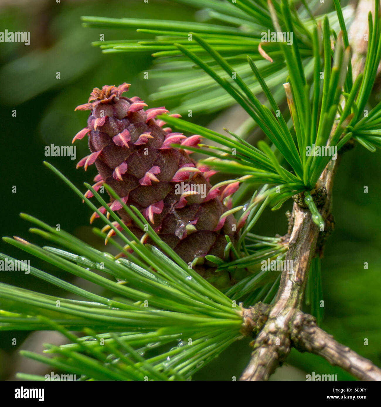 Close-up of an immature seedcone of the Western Larch, or Western Tamarack tree.  Near Lost Lagoon at Stanley Park in Vancouver British Columbia. Stock Photo