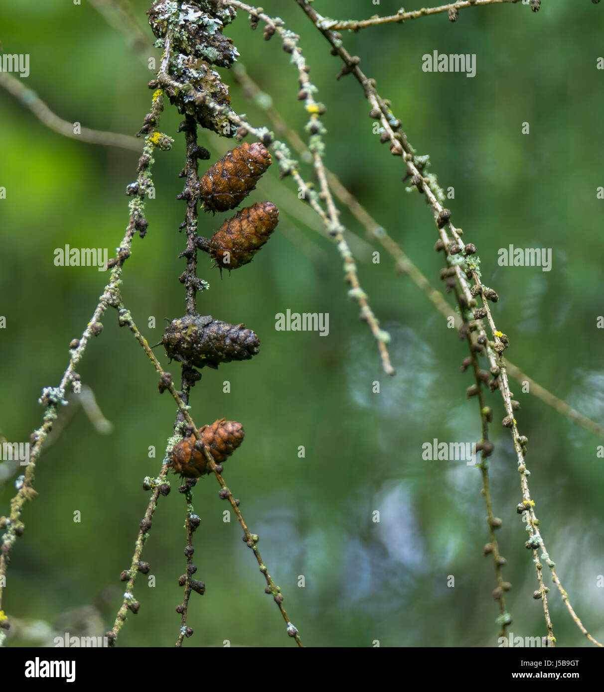 A string of mature seedcones of the Western Larch, or Western Tamarack tree.  Near Lost Lagoon at Stanley Park in Vancouver British Columbia. Stock Photo