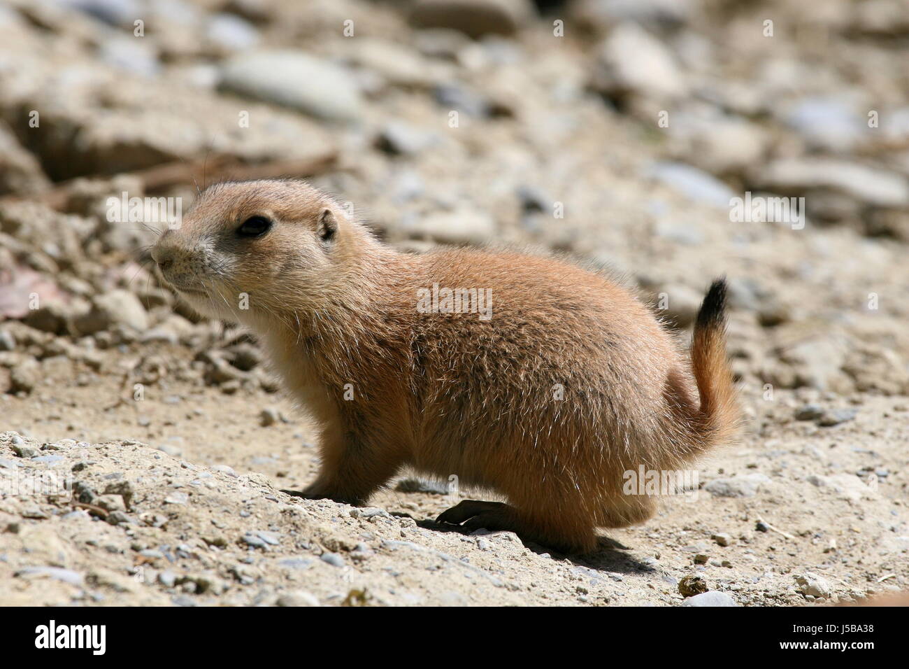 green brown brownish brunette gnawers marmots cynomis cynomis ludovicianus Stock Photo