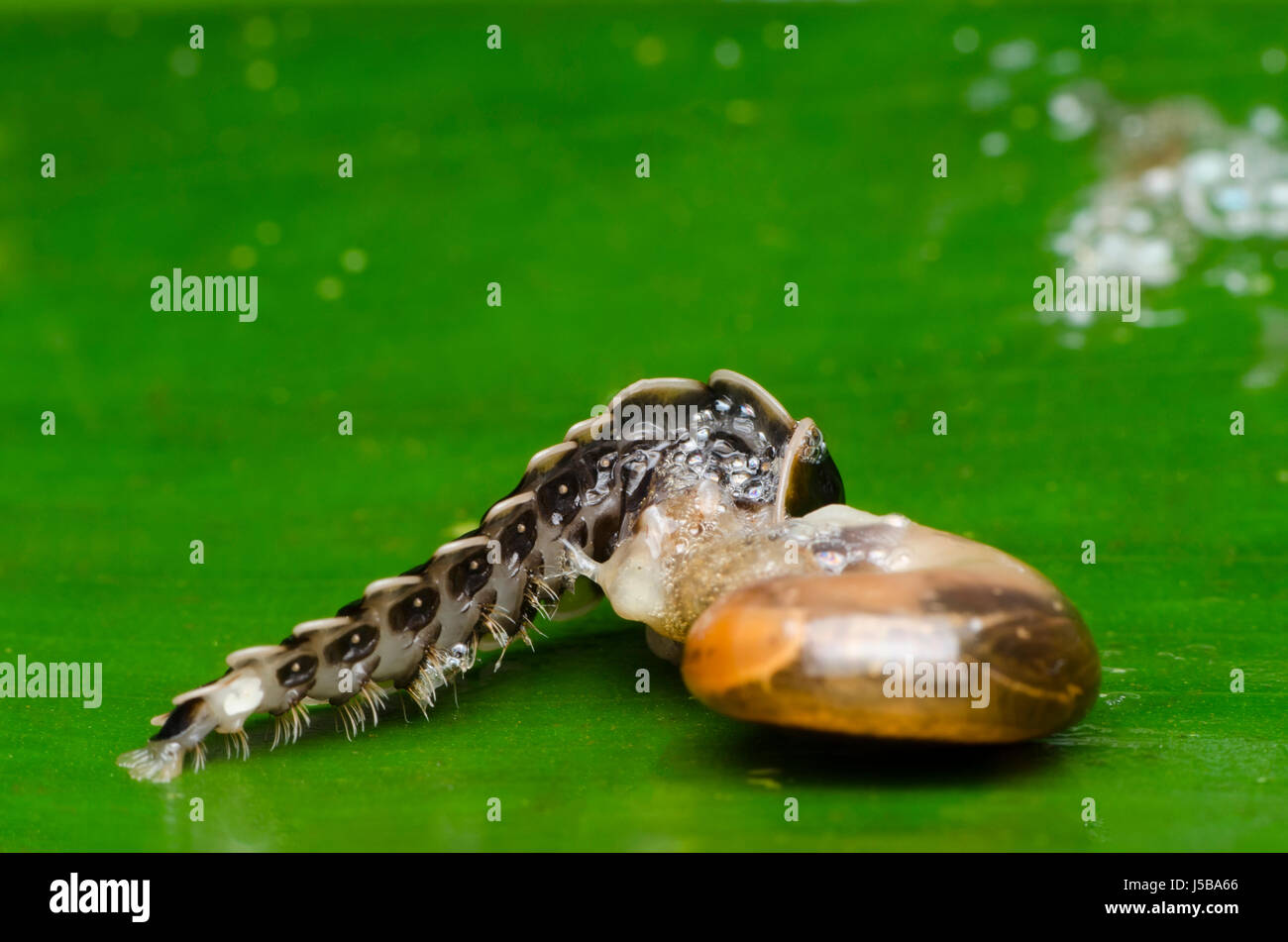 Firefly species hires stock photography and images Alamy