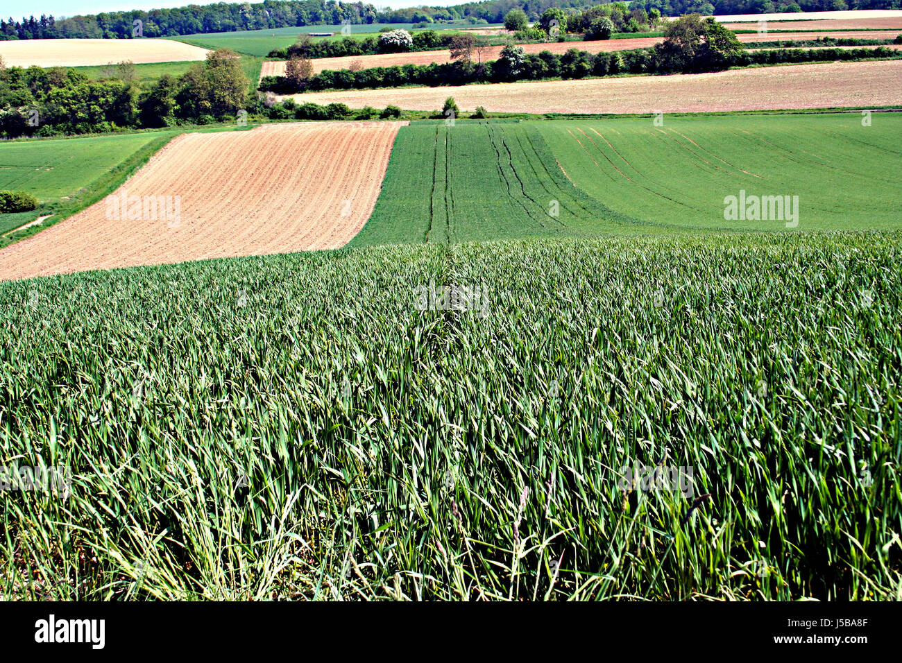 tree trees leaves field acre blades of grass blade of grass grass