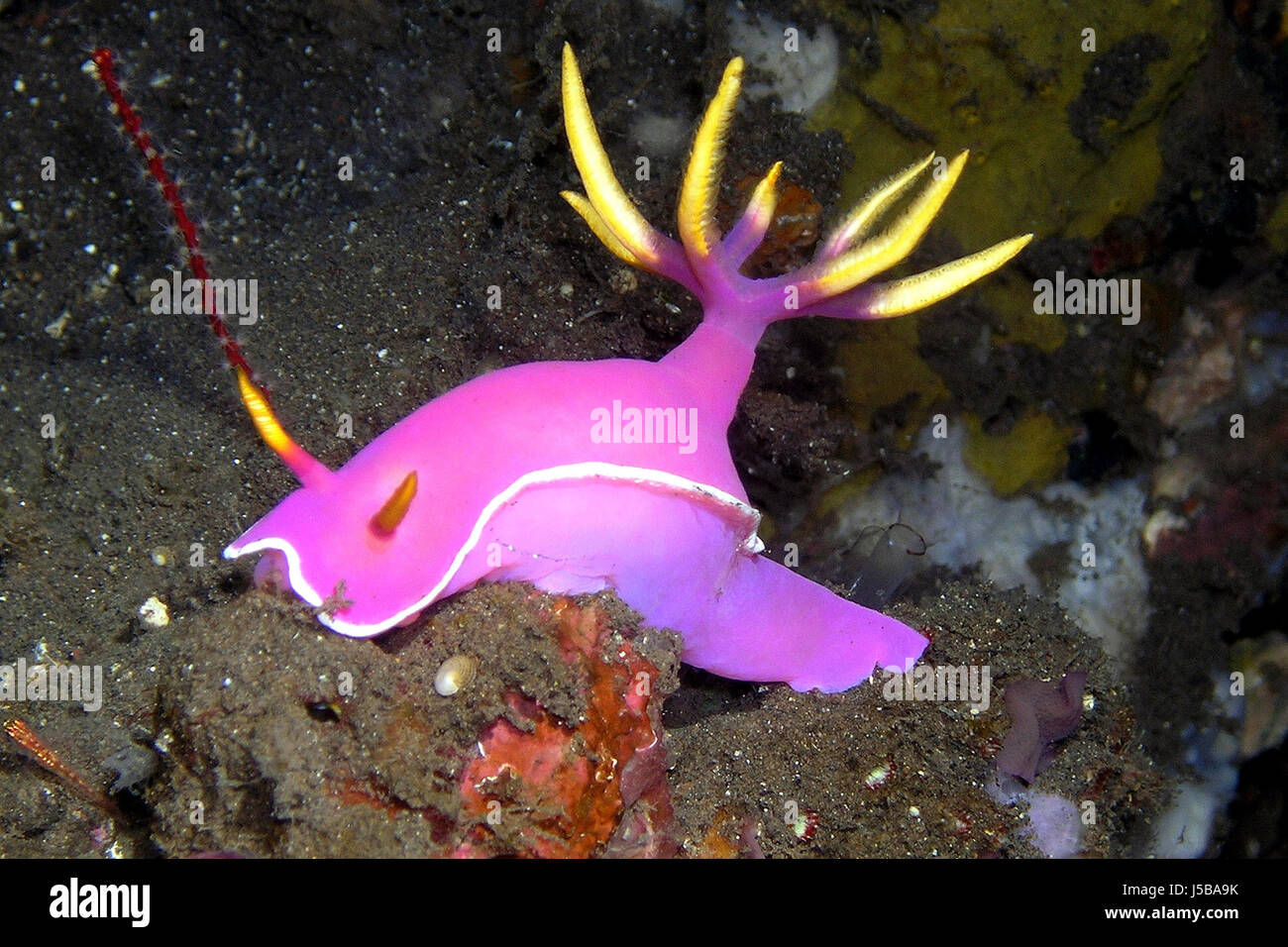 asia bali indonesia underwater pacific salt water sea ocean water slug snail Stock Photo