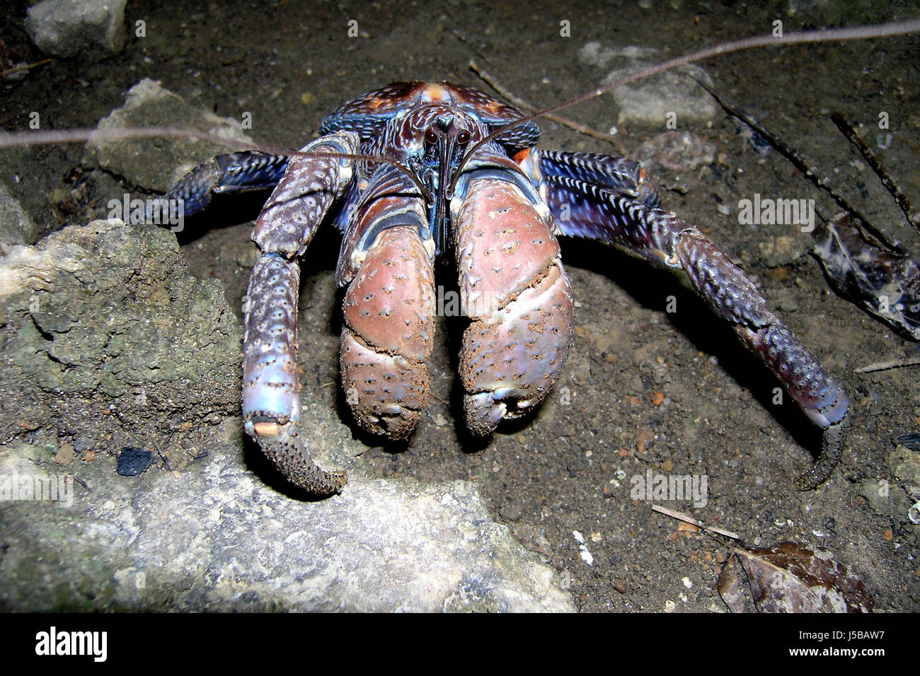 Palmendieb hi-res stock photography and images - Alamy