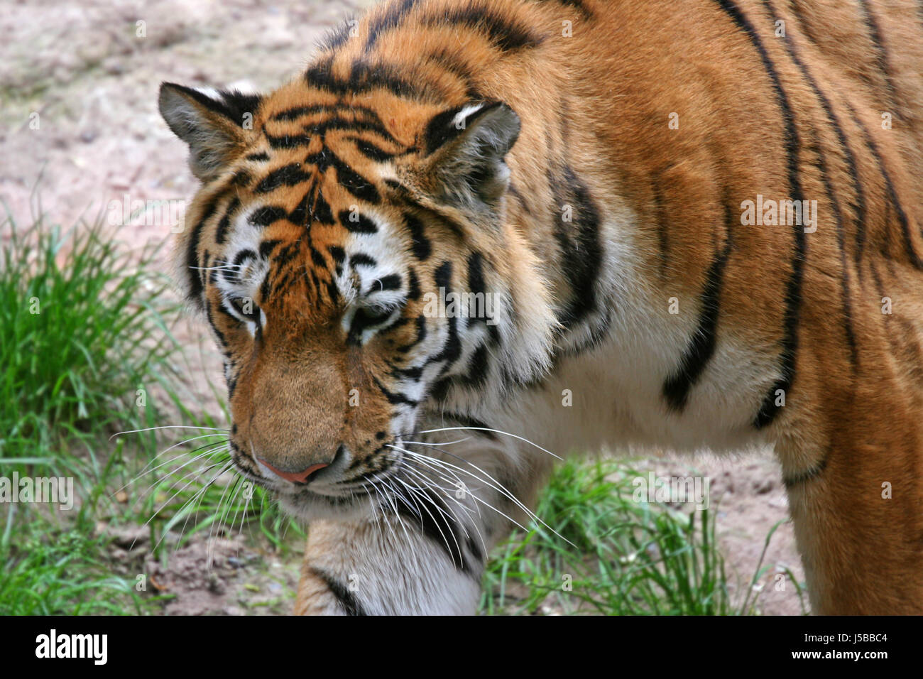 tiger Stock Photo