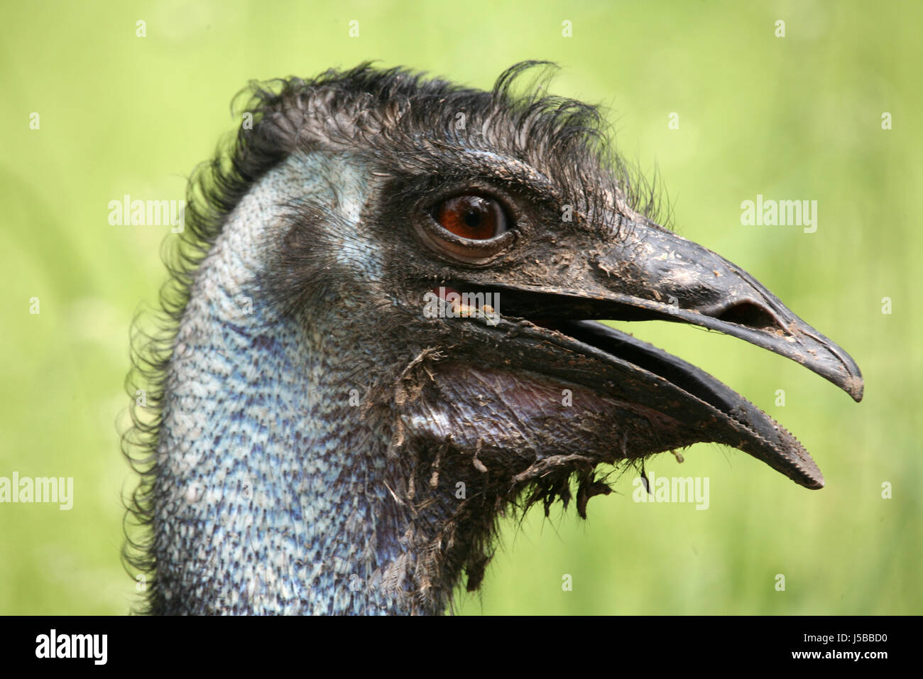 Emu Stock Photo Alamy