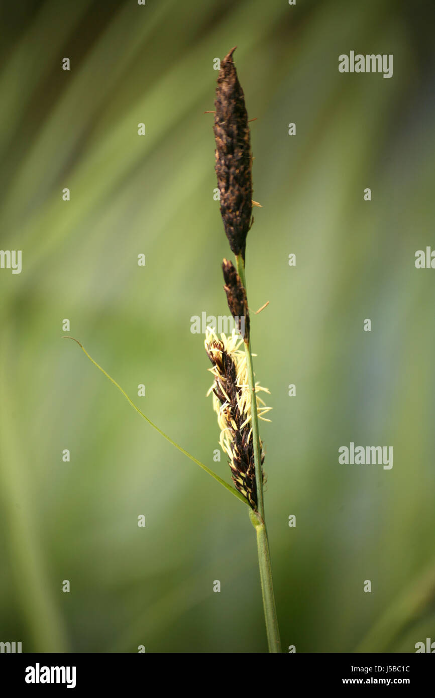 green grasses foxtail meadow grass lawn plant nature willow Stock Photo