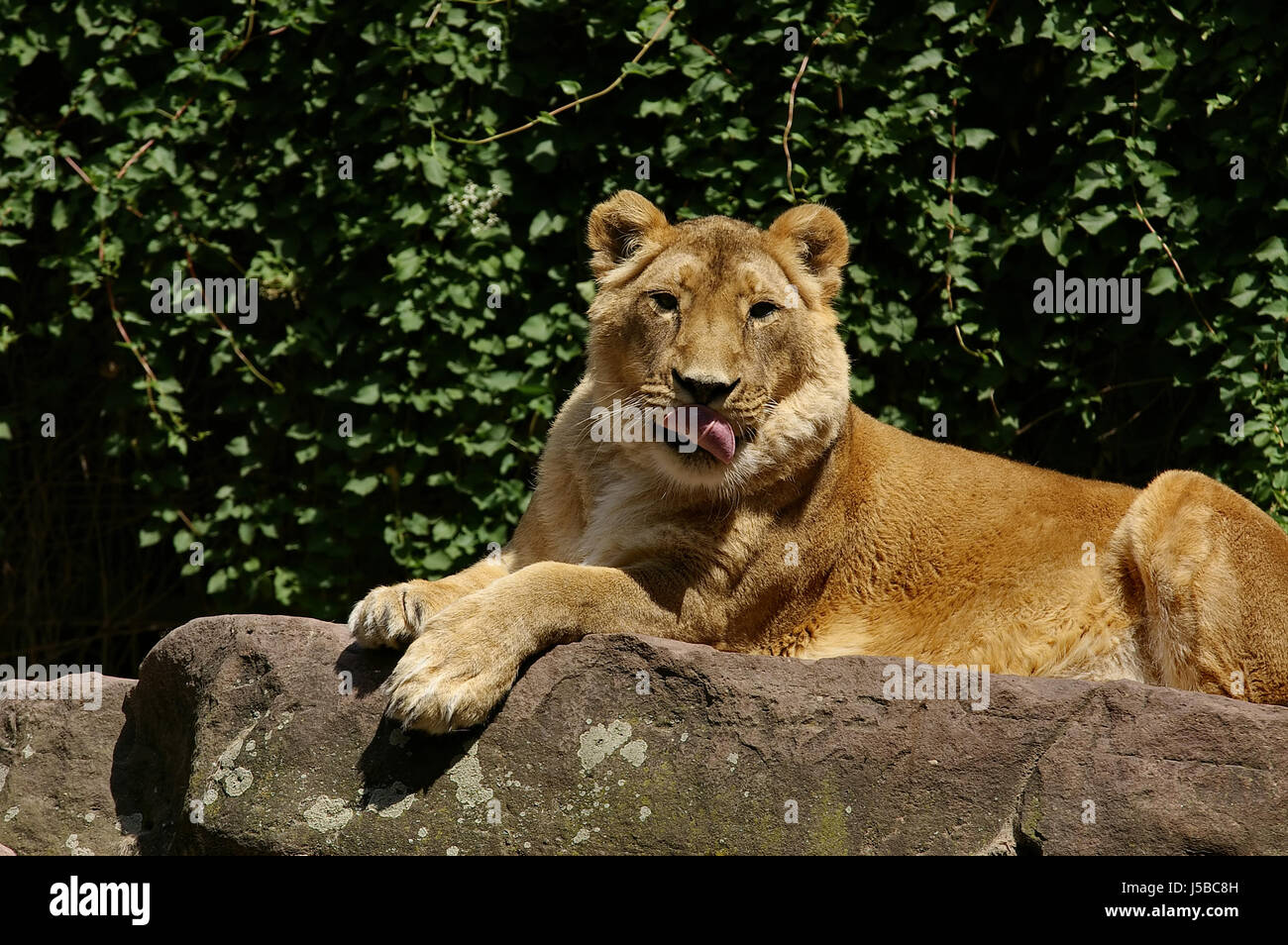 lion cat big cat feline predator cats lioness felinely lowin raubtiere Stock Photo