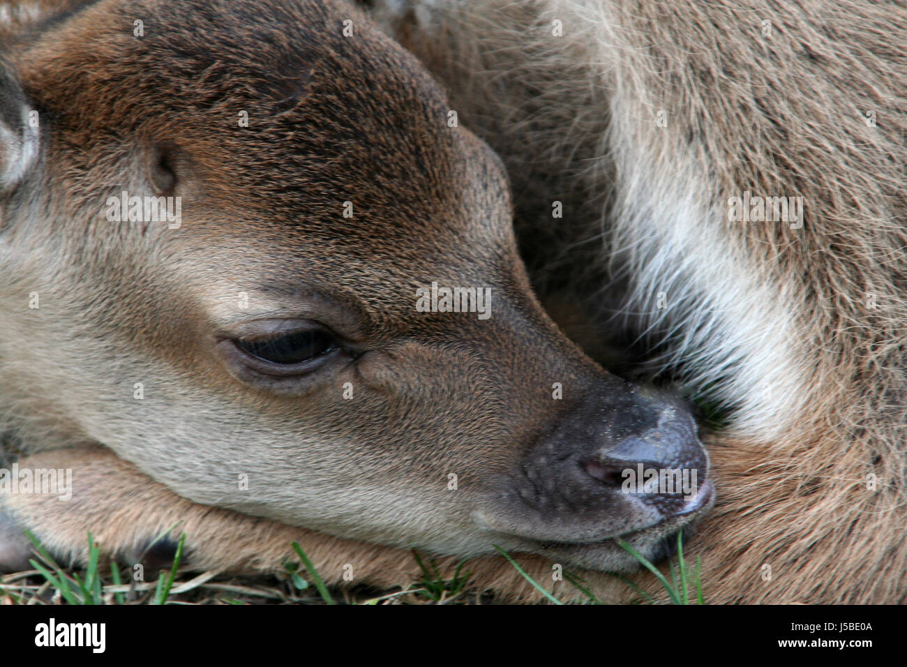 bambi Stock Photo