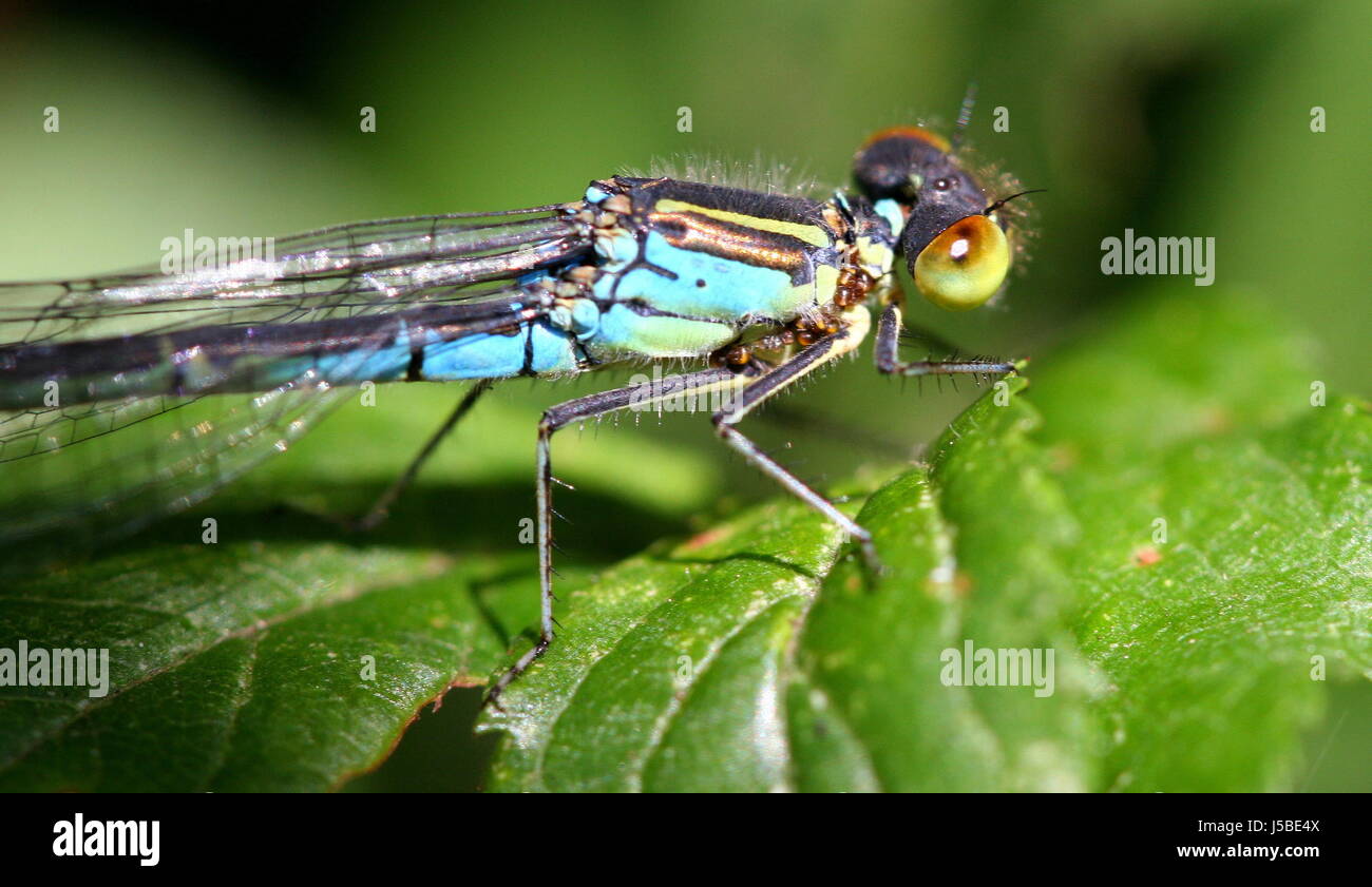 insects fresh water pond water dragonflies gliedertiere arthropoda ...