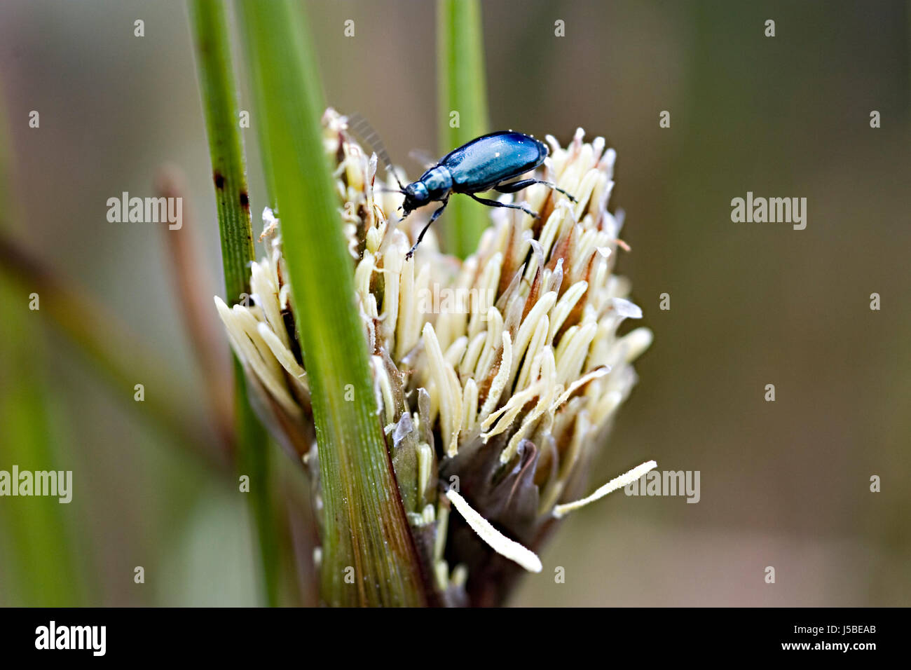 blue insects green bloom blossom flourish flourishing animals beetle ...