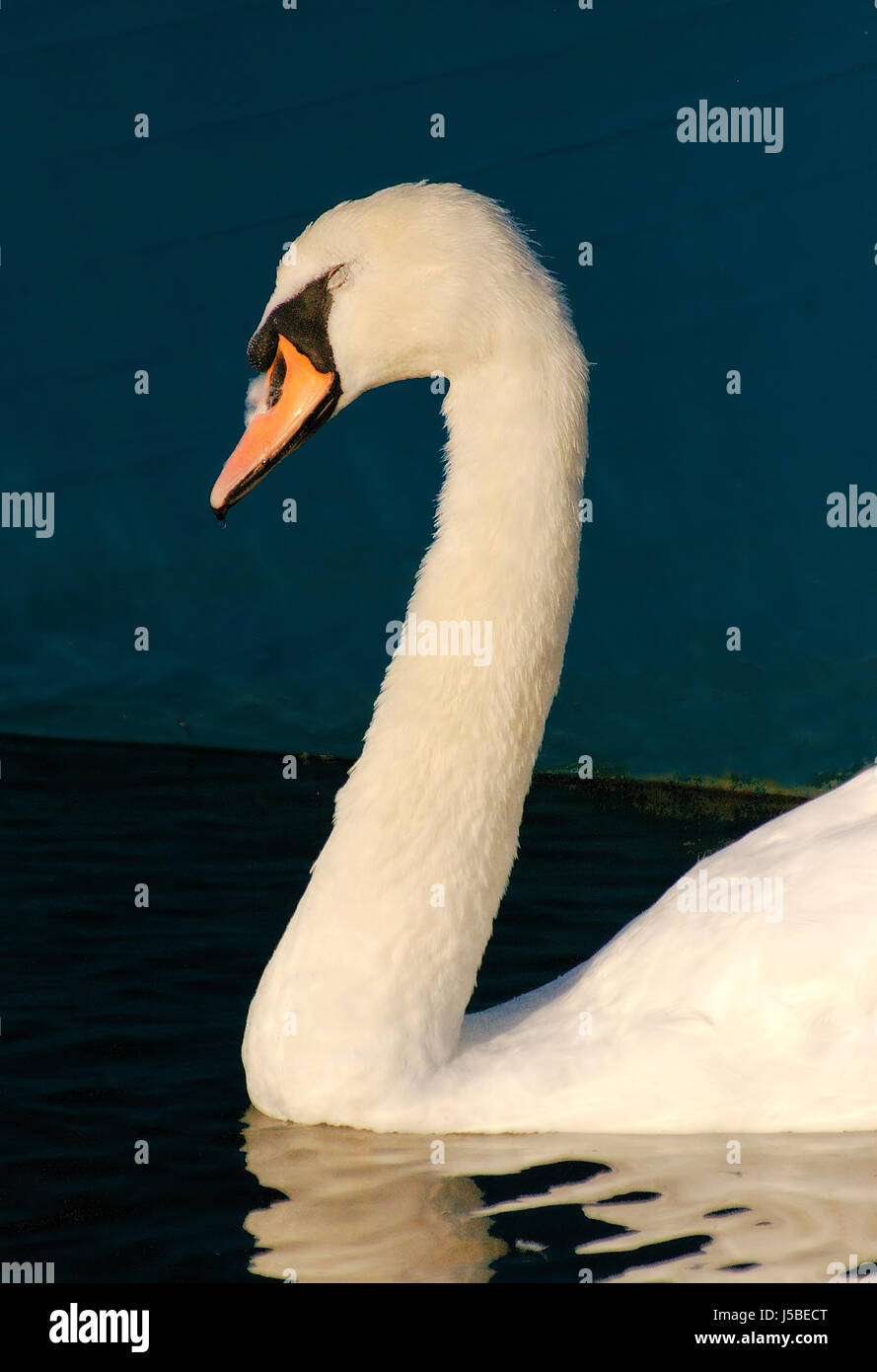 bird suns swans swan birds geese hckerschwan aves neukiefervgel neognathae Stock Photo
