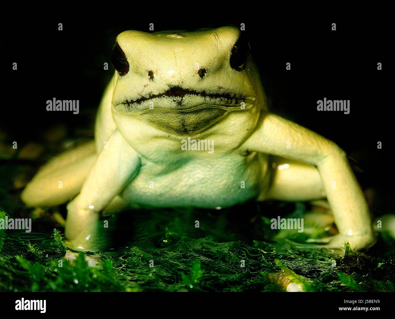 amphibians frog frogs cold blooded animal froschknig froschhaut froschkopf  Stock Photo - Alamy