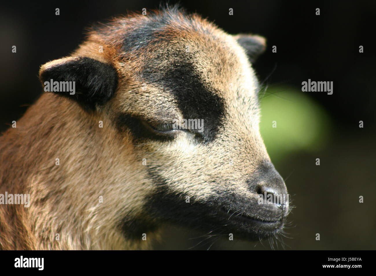 soft skin sheep brutal young younger lamb kamerunschaf schlecht gelaunt Stock Photo