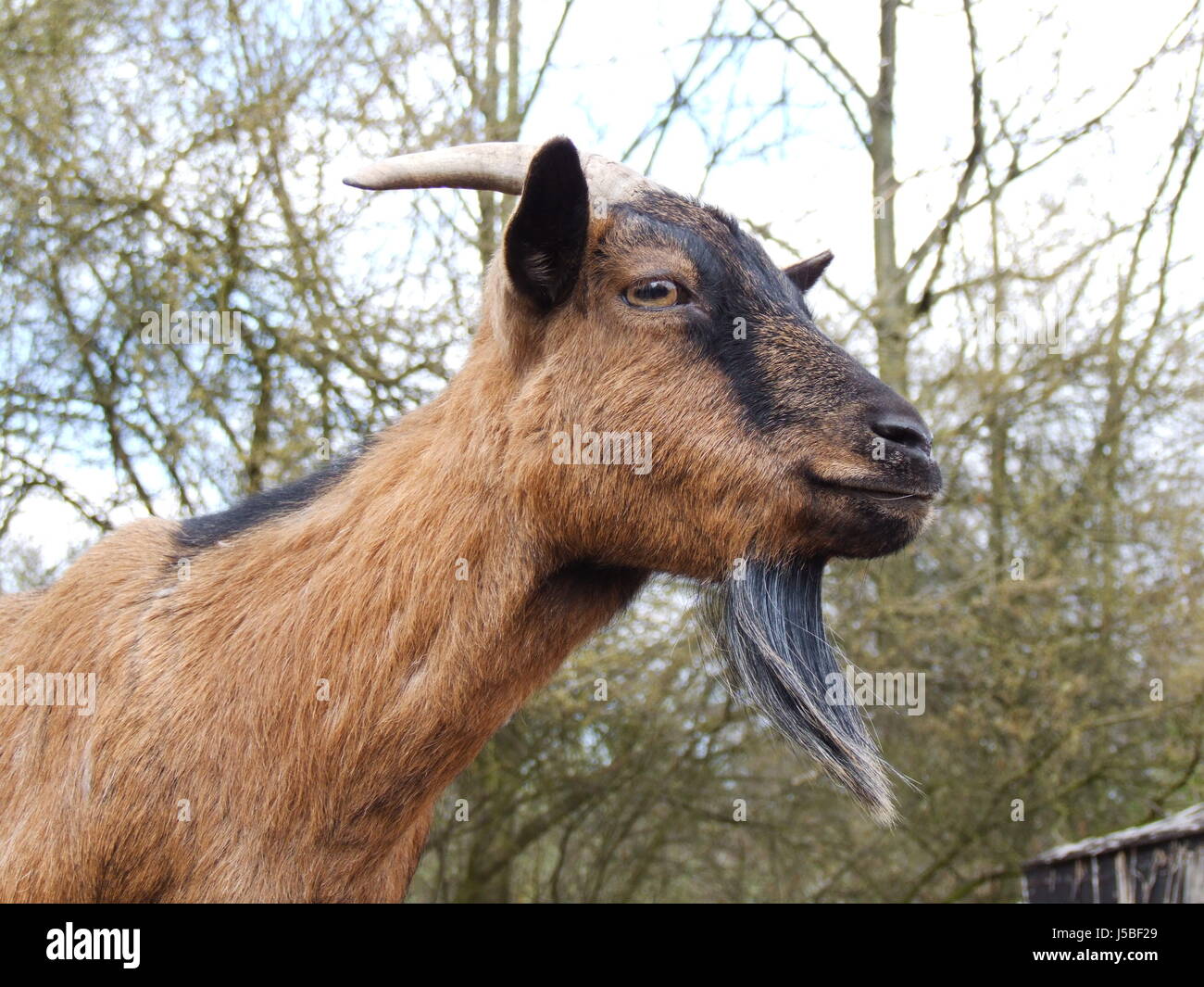 Goatee beards hi-res stock photography and images - Alamy
