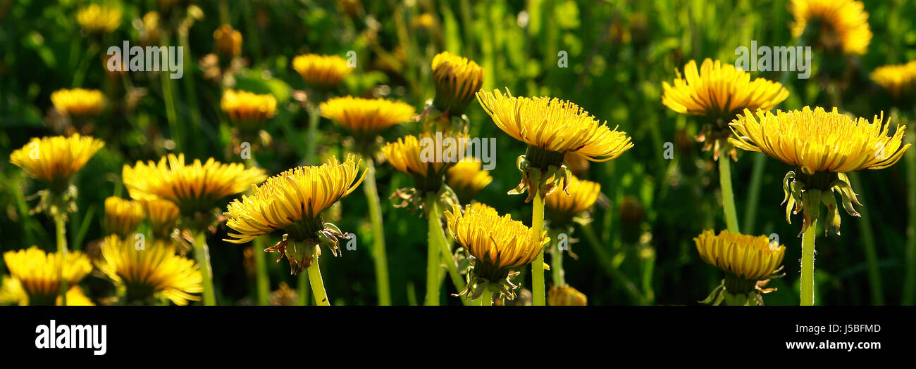 dandelions Stock Photo