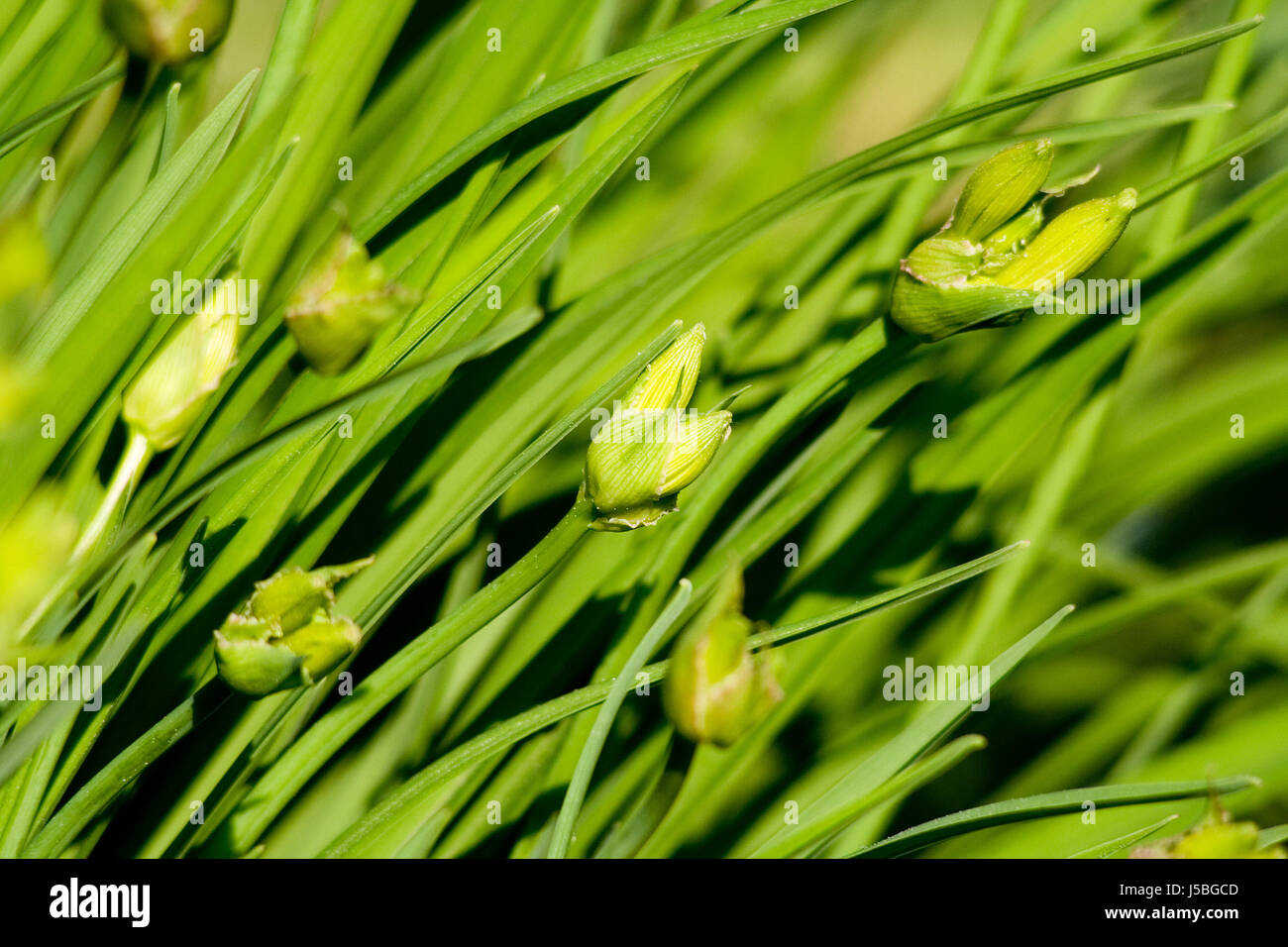 garden flower plant green spring symmetry buds oblique gardens wind ...