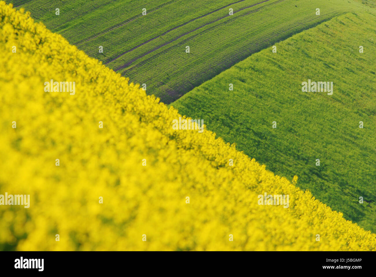 green coleseed blossoms spring fields bleed triangles scenery countryside Stock Photo