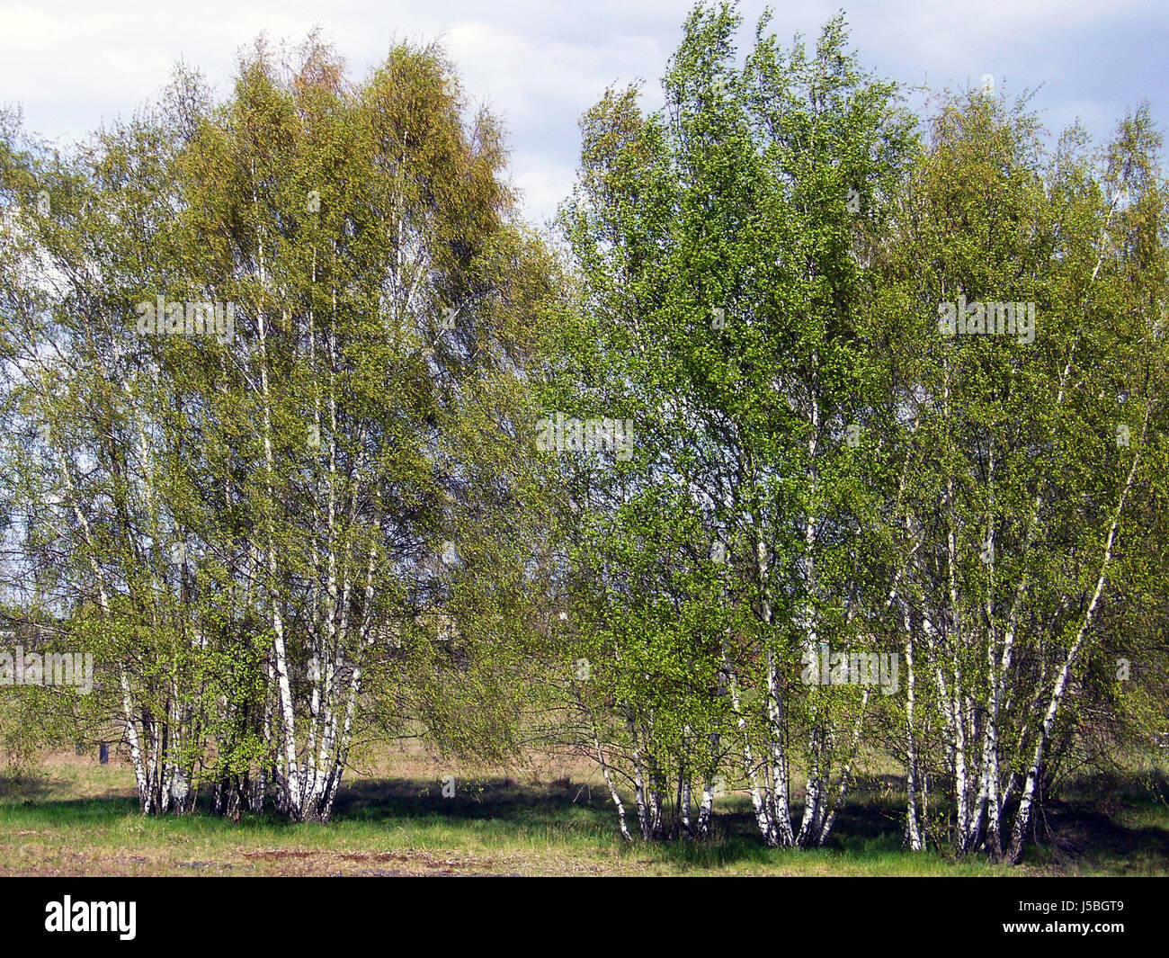 tree,summer,summerly,birches,blank,european,caucasian,tribes,spring,birch,forest Stock Photo