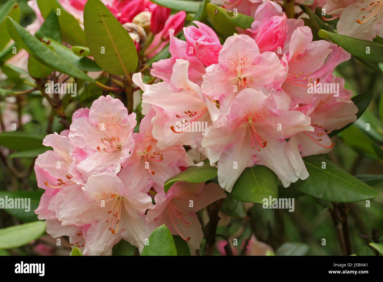 Saurer ph wert hires stock photography and images Alamy