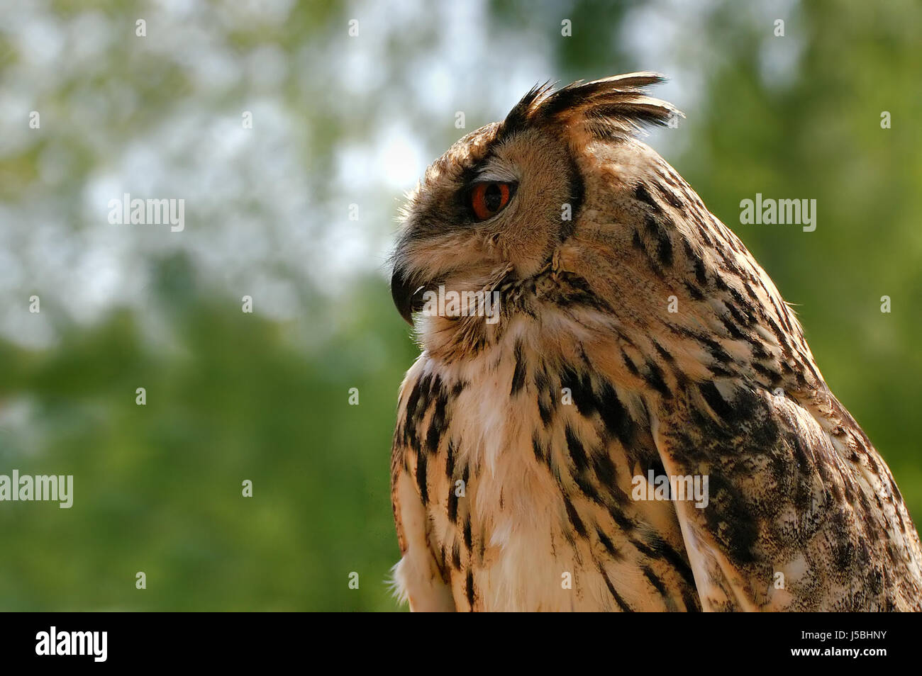 bird birds owl owls eagle-owl aves neukiefervgel neognathae strigiformes Stock Photo
