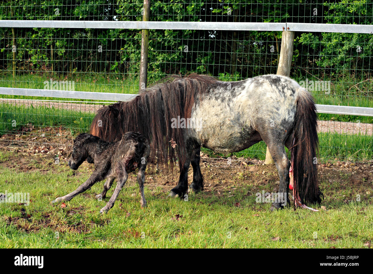 Horse Placenta Treatment Football Clipart