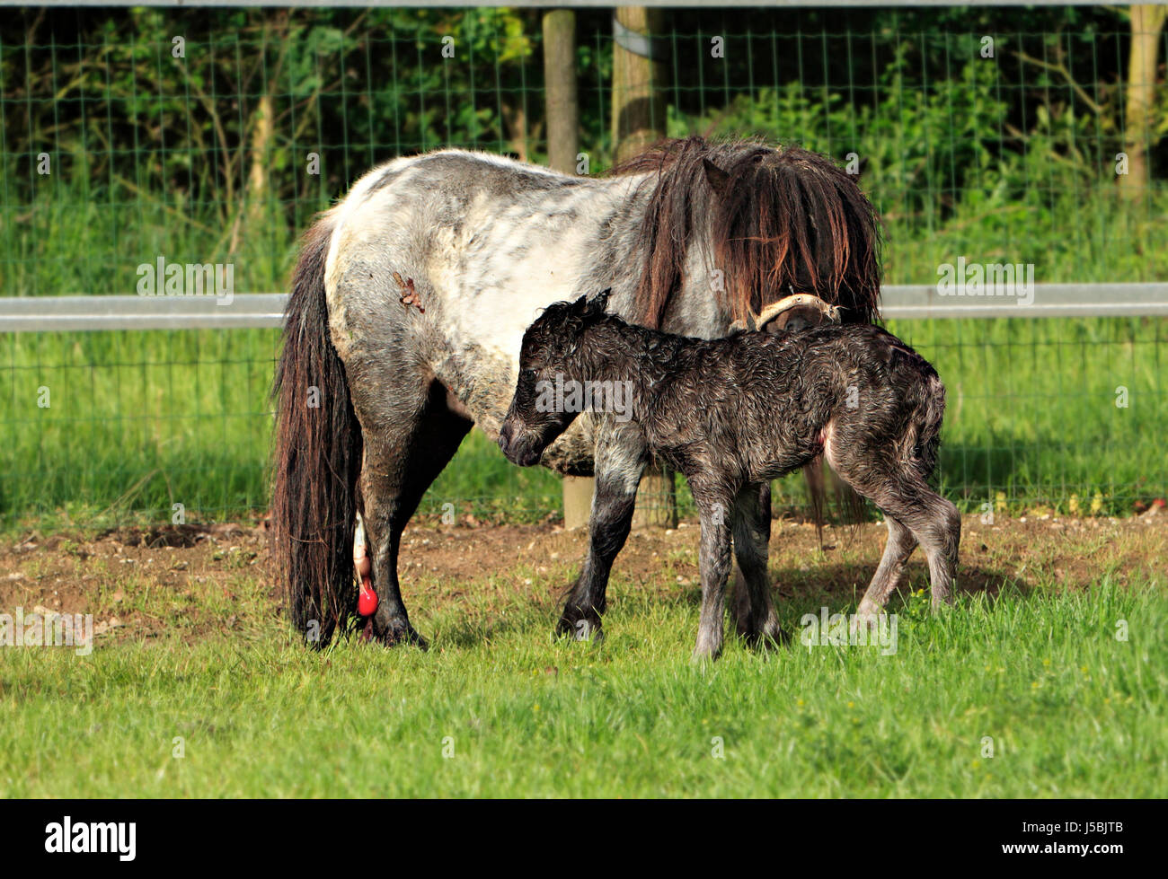 newborn Stock Photo