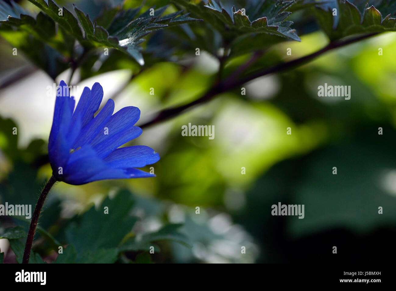 blue protected sheltered roofed over protect protection anemone vernal flowers Stock Photo
