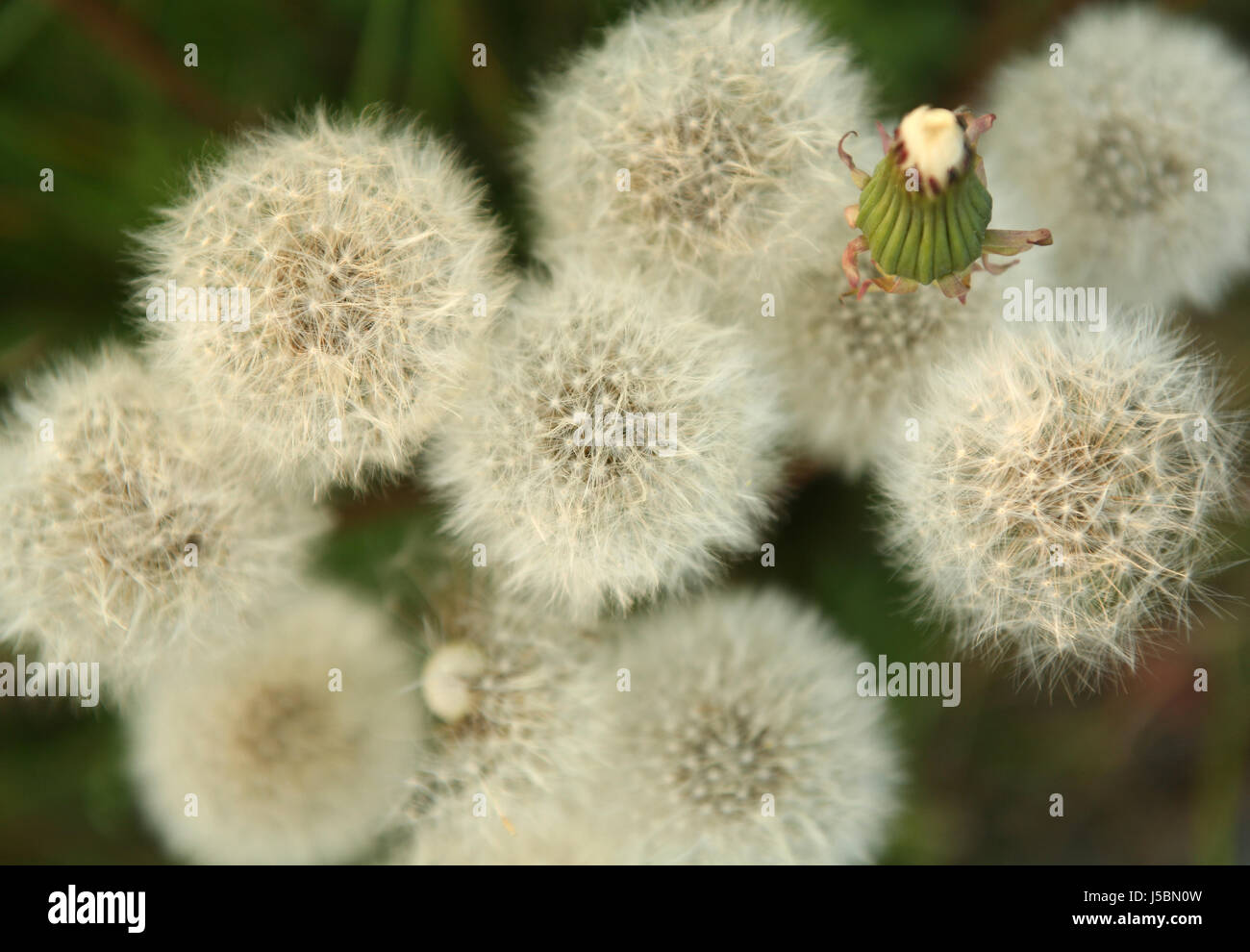 flower plant flowers flora flower meadow blowball sperm dandelion weed withers Stock Photo