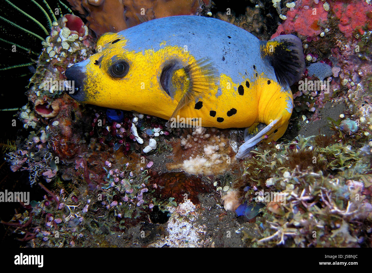 pufferfish at night Stock Photo