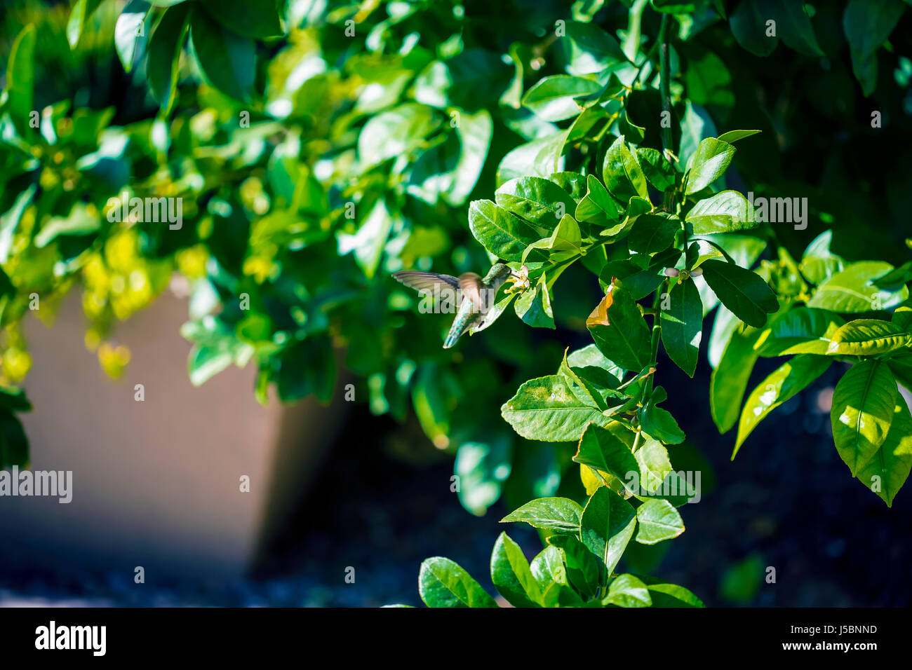 Hummingbird Hidden By Green Leaves Stock Photo - Alamy