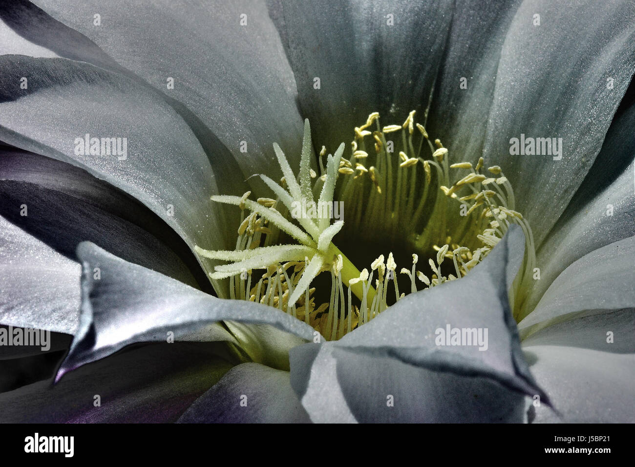 green blank european caucasian pollen cucumber plant cactus ovaries filtrated Stock Photo